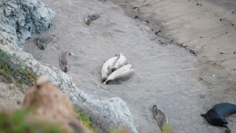 Robbenlöwen-Schlafen-Und-Ruhen-An-Der-Küste-Im-Norden-Kaliforniens