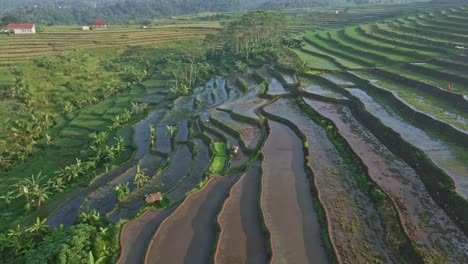 Terraced-rice-fields-in-rural-area-of-Indonesia,-aerial-view