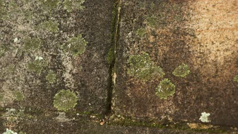 Ants-Moving-on-stone-wall-with-moss