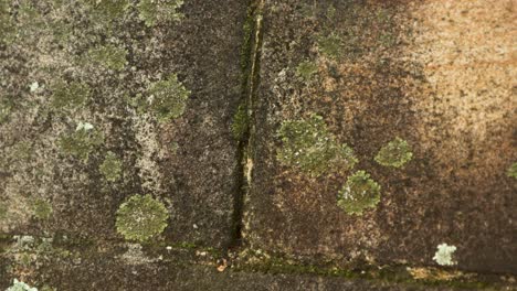 Ameisen-Bewegen-Sich-Auf-Steinmauer-Mit-Moos