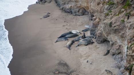 Eine-Große-Gruppe-Von-Seeelefanten-Ruht-Sich-An-Der-Küste-Kaliforniens-Aus