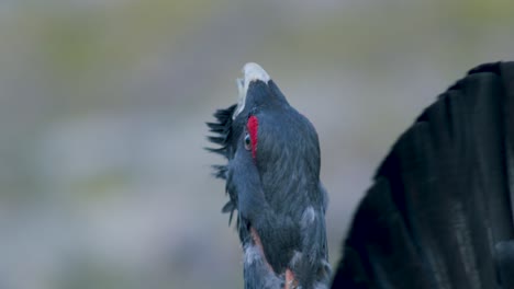 El-Urogallo-Occidental-Macho-Se-Posa-En-El-Sitio-De-Lek-En-La-Temporada-De-Lekking-Cerca-Del-Bosque-De-Pinos-A-La-Luz-De-La-Mañana