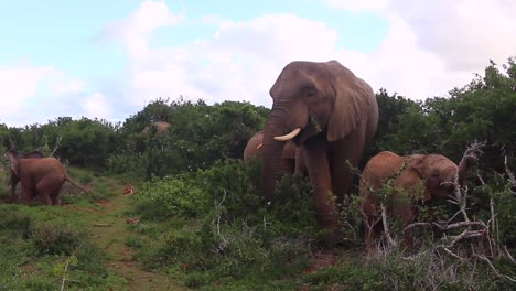 Cute-family-of-elephants-eats-lush-greenery-in-Kariega-Game-Reserve