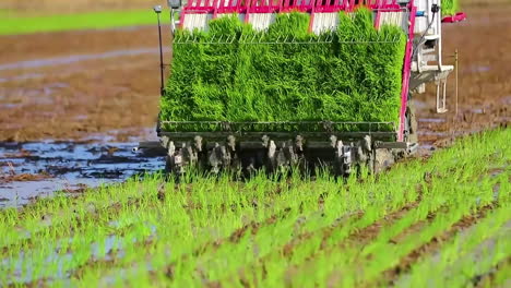 Landwirt-Mit-Reispflanzmaschine-Oder-Pflanztraktor-Pflanzt-Reissetzlinge-In-Reisfelder