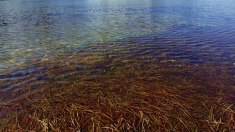 See-Mit-Klarem-Süßwasser-Mit-Vegetation-Und-Unkraut-Auf-Dem-Boden-Sichtbar