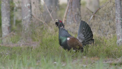 Male-western-capercaillie-roost-on-lek-site-in-lekking-season-close-up-in-pine-forest-morning-light