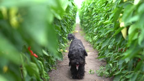 Perro-Puli-Paseando-Por-Un-Campo-De-Pimentón