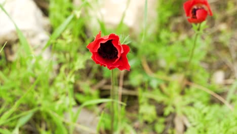 Rote-Anemone-Blume,-Negev-Naturschutzgebiet,-In-Der-Blütezeit