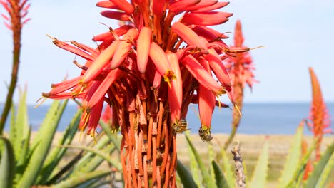 Two-bees-collecting-nectar-from-an-aloe-vera-flower,-one-stays-the-other-flies-away