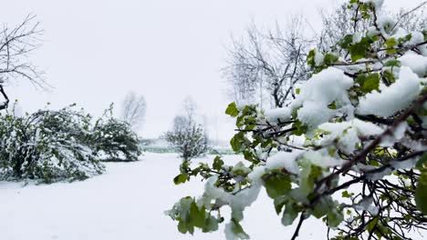 Sudden-snowstorm-during-spring,-apple-tree-with-green-leaves-in-garden,-Latvia