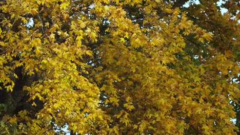 Golden-maple-leafs-in-light-breeze