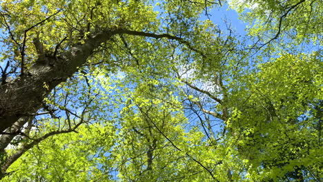 Looking-uo-to-the-tree-canopy-as-the-Spring-leaves-burst-in-to-life-in-a-woodland-in-Worcestershire,-England-set-against-a-blue-sky-with-white-clouds-moving-overhead