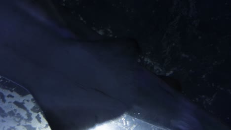 Tiburón-Nodriza-Gris-Nadando-Sobre-El-Cristal-Del-Acuario-Con-Luz-Brillando-Hacia-Abajo