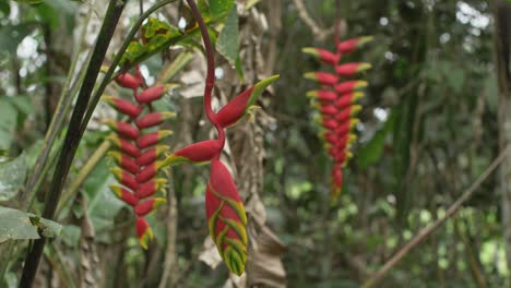 Planta-De-Heliconia-Rostrata-En-La-Selva-Del-Perú