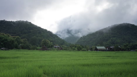 Timelapse-of-rice-terrace-farm-plantation-against-a-forest-covered-mountain-backdrop