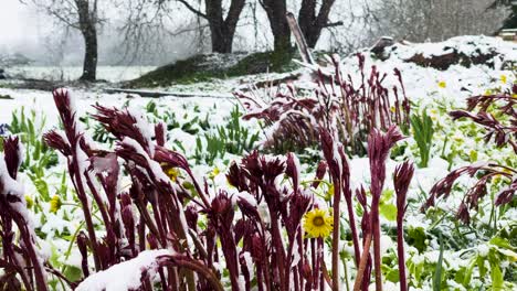 Blooming-flowers-in-garden,-sudden-blizzard-in-April-cover-in-snow,-Latvia