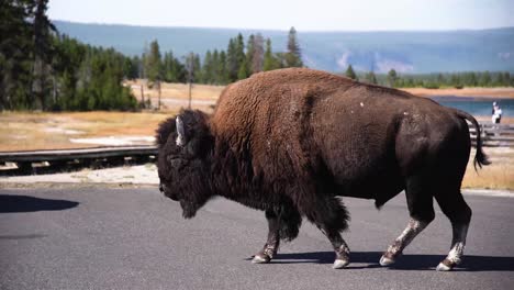 A-large-bison-walks-across-a-parking-lot-in-Yellowstone-National-Park