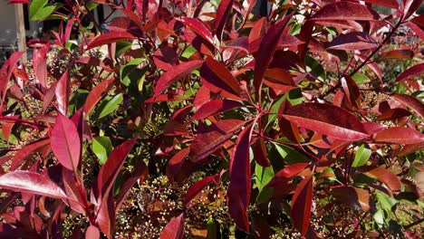 close-up-of-a-Photinia-plant-with-its-tremendous-red-leaves-and-some-green-with-the-beginning-of-its-flowering-of-white-flowers-moving-through-the-air-in-a-garden-of-a-rural-farm-in-Avila-Spain