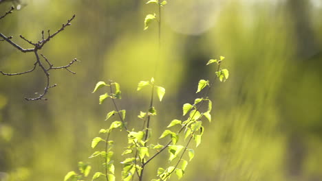 Peaceful-springtime-scene-of-green-birch-tree-leaves-and-oak-branches-moving-in-breeze-with-bokeh-lights-in-background-on-sunny-day,-shallow-focus-pan-right