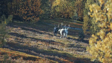 Rear-view-of-three-reindeer-trotting-through-the-autumn-forest