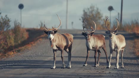 Three-reindeer-walk-along-the-asphalt-road,-stop-and-watch-curiously,-then-turn-and-walk-away-into-the-autumn-tundra