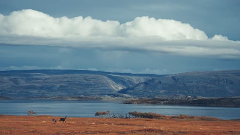 Reindeer-roam-on-the-fjord-coast-through-the-autumn-tundra