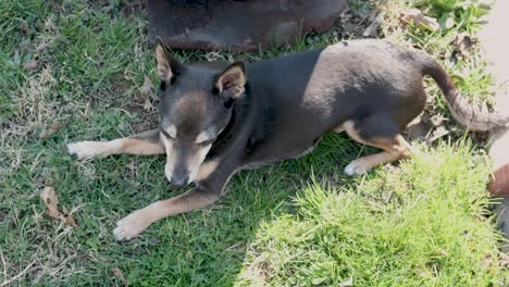 Ein-Kleiner-Rat-Terrier-Liegt-An-Einem-Sonnigen-Tag-Im-Schatten