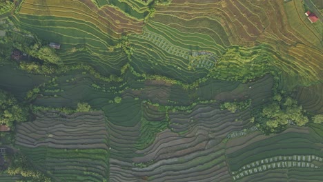 Beautiful-terrain-of-rice-field-terraces-in-Indonesia,-aerial-top-down-view