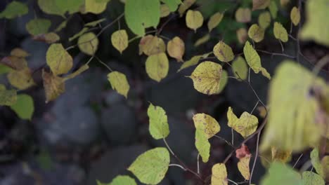 Autumn-Leaves-in-Slow-Motion-with-Blurred-Background-of-Rocks-at-Cullen-Gardens-in-Whitby,-Canada