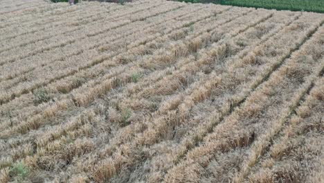 Viele-Große-Weizenfelder-Sind-In-Der-Drohnenkamera-Sichtbar