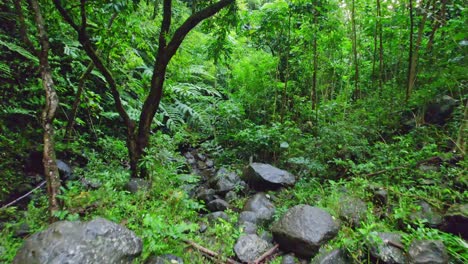 Drohnenaufnahmen-Einer-Reise-Durch-Einen-Dichten-Grünen-Regenwald-Mit-Großen-Felsbrocken,-Die-Ein-Kleines-Bachbett-In-Der-Nähe-Der-Mao-a-Fälle-Auf-Der-Insel-Oahu-Auf-Hawaii-Säumen