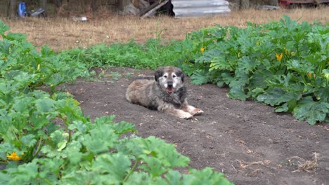 Dog-resting-lying-by-the-zucchini-field