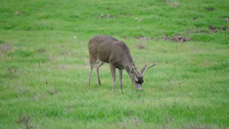 A-single-male-mule-deer-eating-grass-in-a-large-green-field
