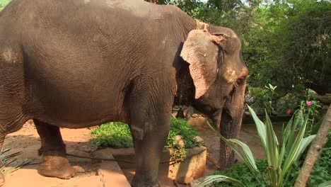 Elephant-eating-palm-leaves-is-taken-care-by-his-carer