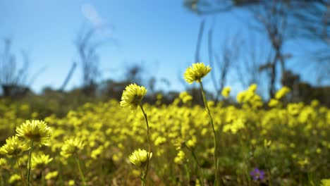 Low-angle-tilt-of-yellow-native-everlasting-flowers-swaying-gently,-Western-Australia