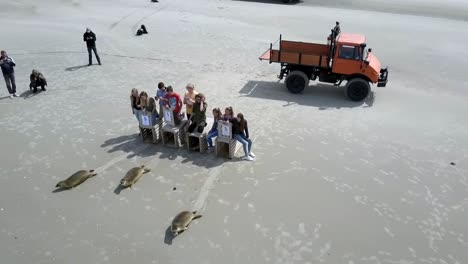 Cachorros-De-Foca-Liberados-Después-De-Rehabilitación-En-Terschelling,-Países-Bajos