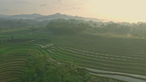 Early-morning-mist-and-sun-over-rice-fields,-aerial-drone-view