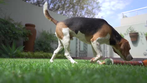 Young-beagle-dogs-sniffing-the-grass-in-garden-of-suburban-home-low-angle