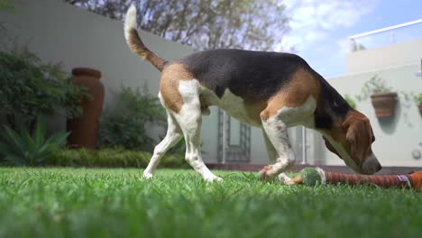 Perros-Beagle-Jóvenes-Olfateando-La-Hierba-En-El-Jardín-De-Una-Casa-Suburbana-En-ángulo-Bajo