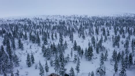 E-bikers-cycling-on-fatbikes-wilderness-of-Lapland,-winter-day---Aerial-view