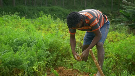 Un-Granjero-Sacando-Zanahorias-Del-Suelo