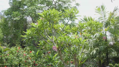 Zwei-Ara-Papageien-Fliegen-Zwischen-Regenwaldbäumen