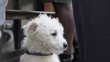 Primer-Plano-De-Un-Hombre-Jugando-Con-Un-Perro