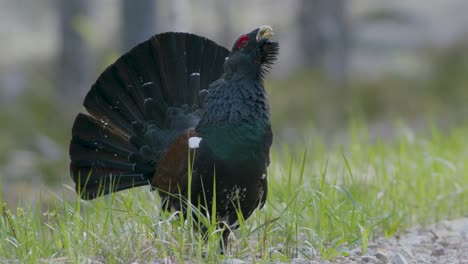 Male-western-capercaillie-roost-on-lek-site-in-lekking-season-close-up-in-pine-forest-morning-light