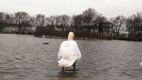 -Swan-in-the-lake-and-dancing
