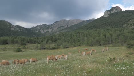 Brown-Cows-Standing-in-a-Pasture-and-eating-grass,-mountains-in-the-background-with-cloudy-sky