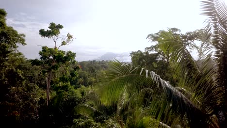 Antena-De-Una-Selva-Tropical-Verde-Y-Un-Hombre-Recogiendo-Cocos-En-Papúa-Nueva-Guinea
