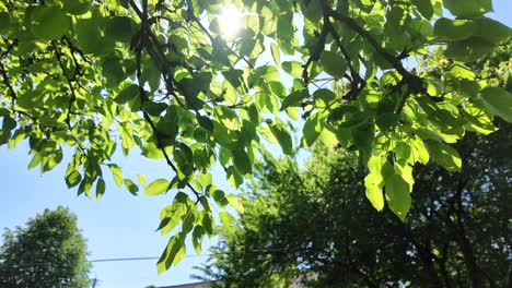 Green-leaves-against-a-clear-blue-sky