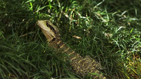 Dragón-De-Agua-Oriental-Cerca-De-La-Hierba-Alta-En-Un-Lugar-De-Sombra