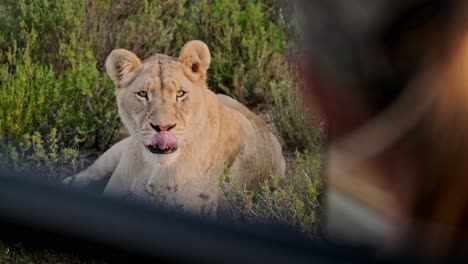 Lioness-looks-directly-at-a-tourist-in-a-safari-vehicle-and-licks-her-lips